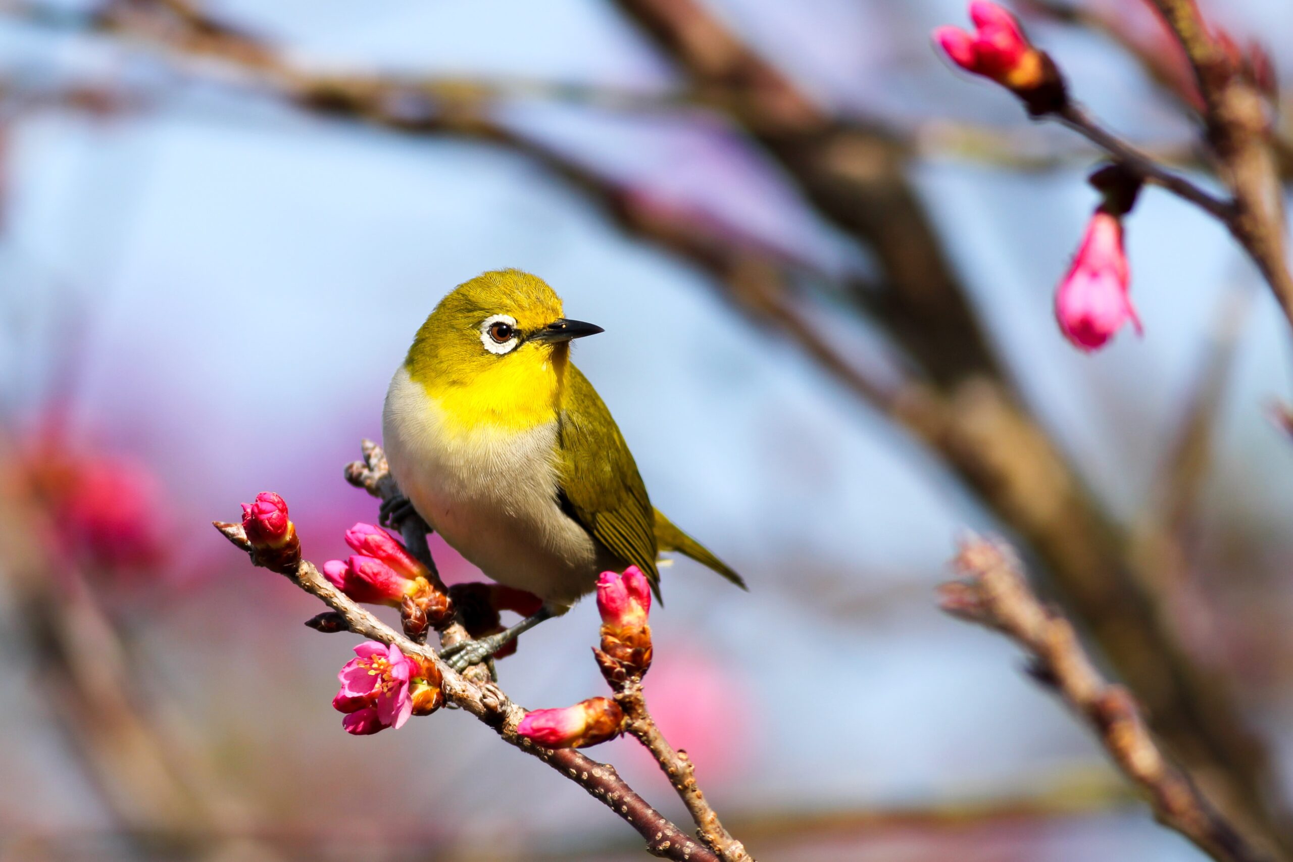 yellow bird sitting in a cherry blossom tree