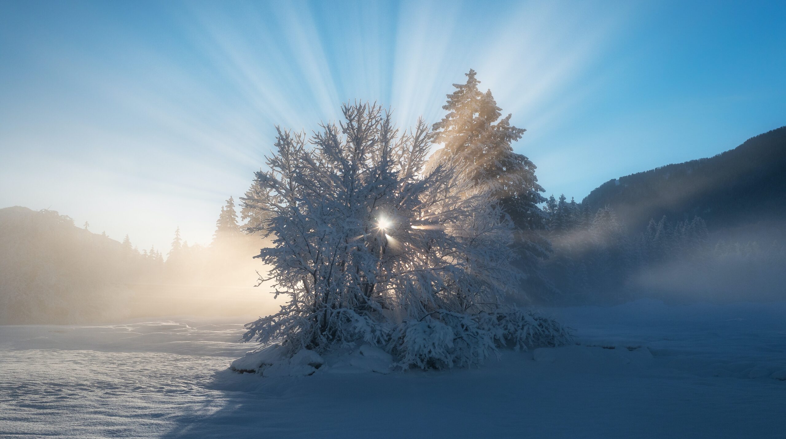 winter equinox fundraising ideas ales-krivec-4MBaeKlj0G4-unsplash a lovely field of pampas grass