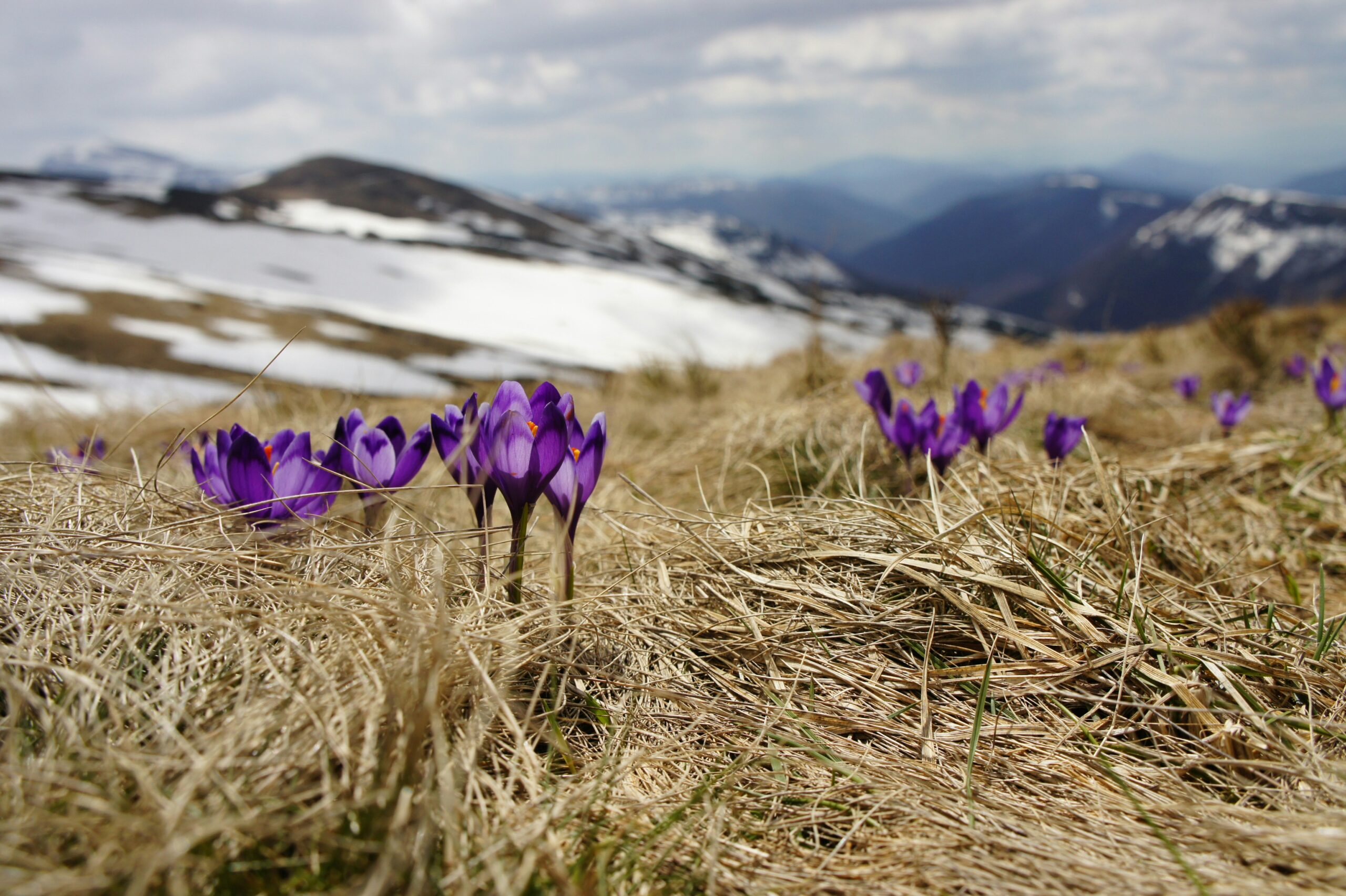 Purple crocus bloom in late winter snow in a mountain landscape, heralding spring