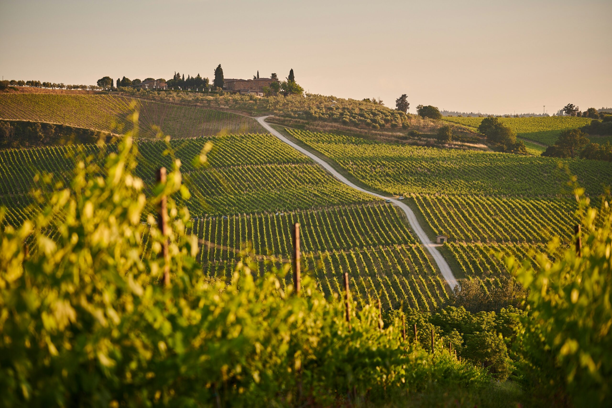Rolling vineyard landscape at golden hour with a winding path leading to a distant estate on a hill.