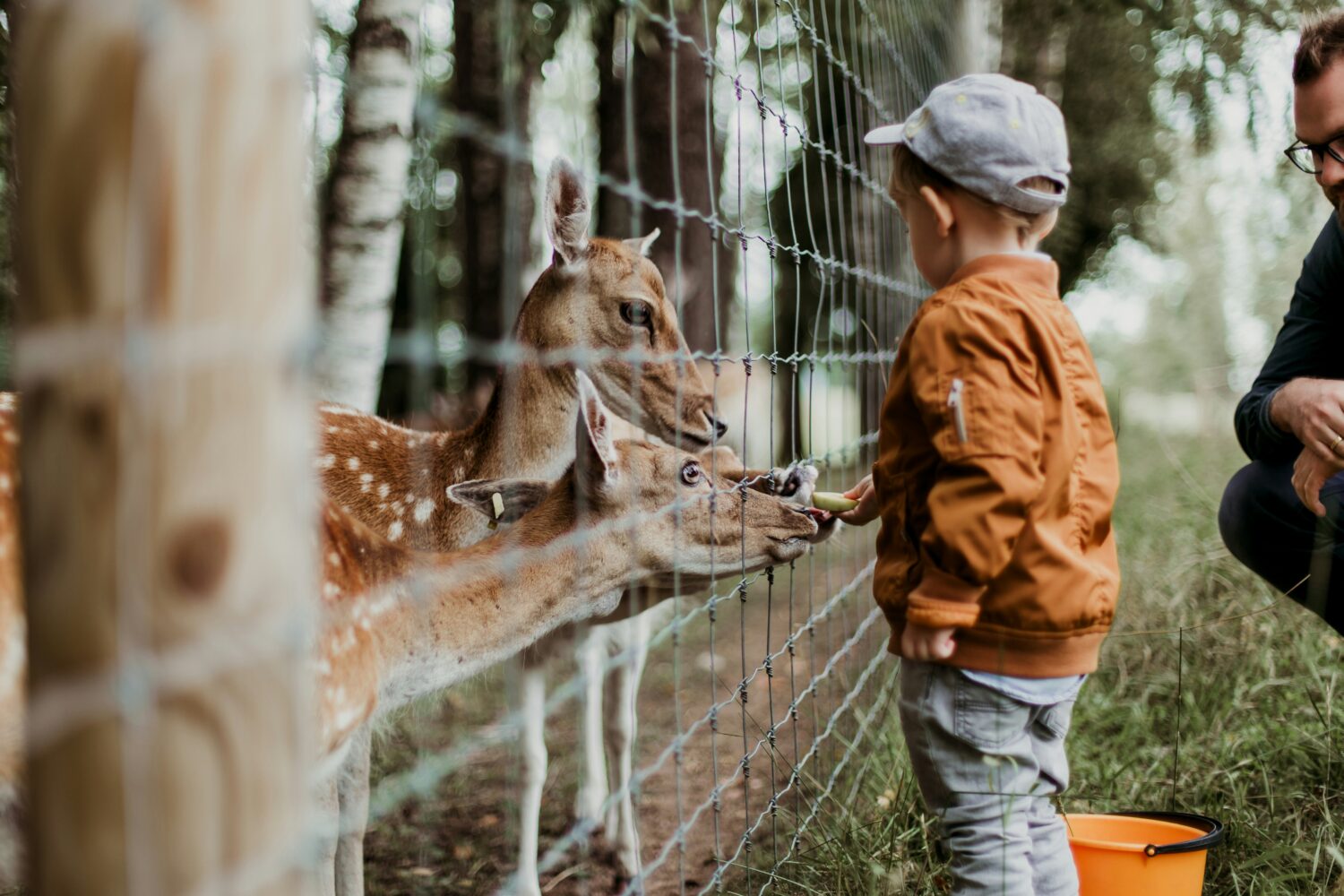 a little boy feeds deer. 