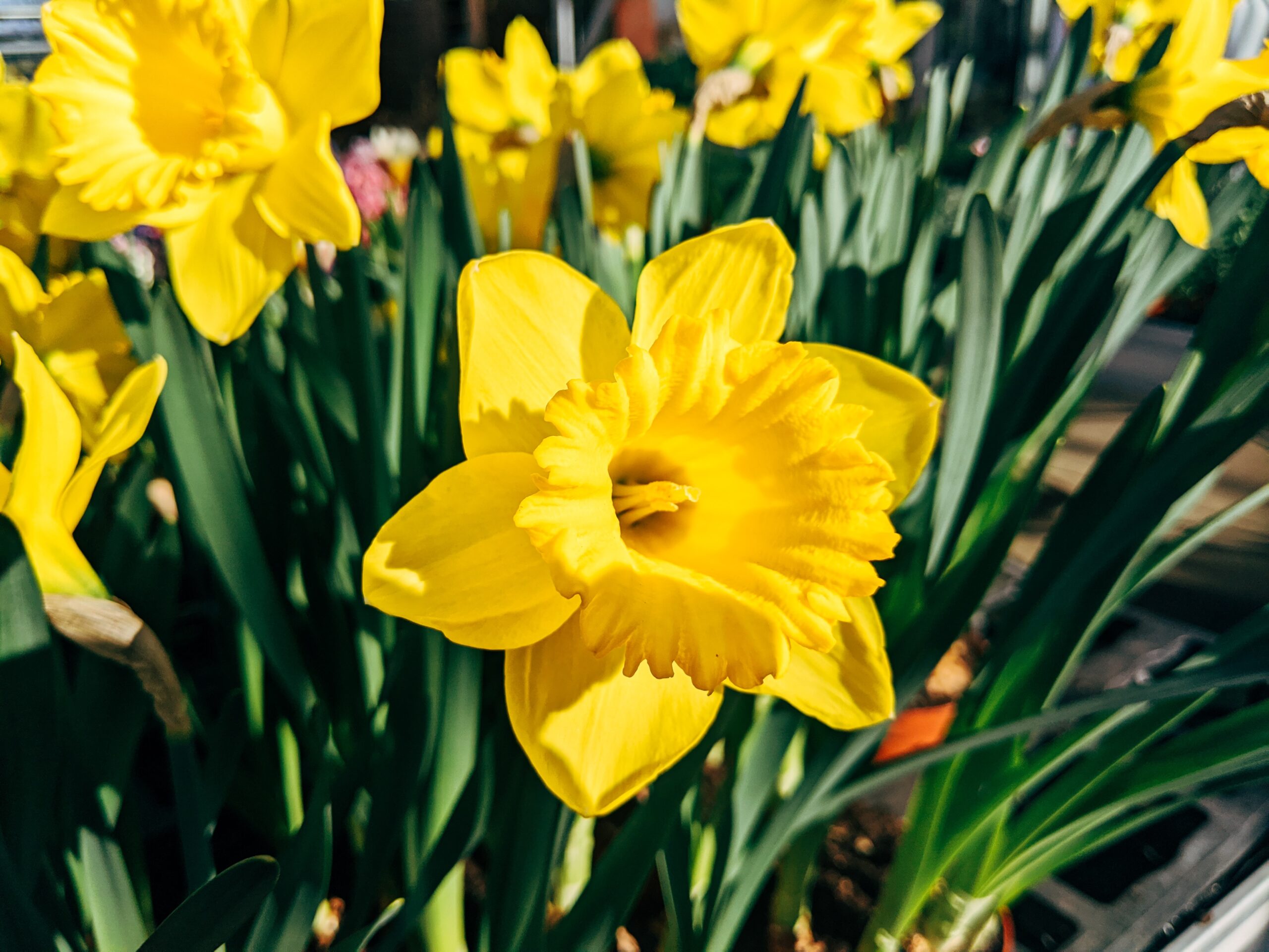 bright yellow daffodils blooming in the spring sun