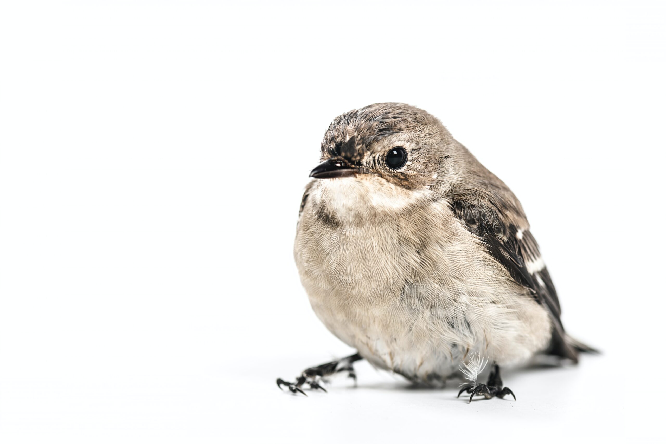 early bird ticket strategy - paulo-brandao-YLgTmdb7r1o-unsplash a cute bird sitting in a white background symbolizing early bird ticketing strategy