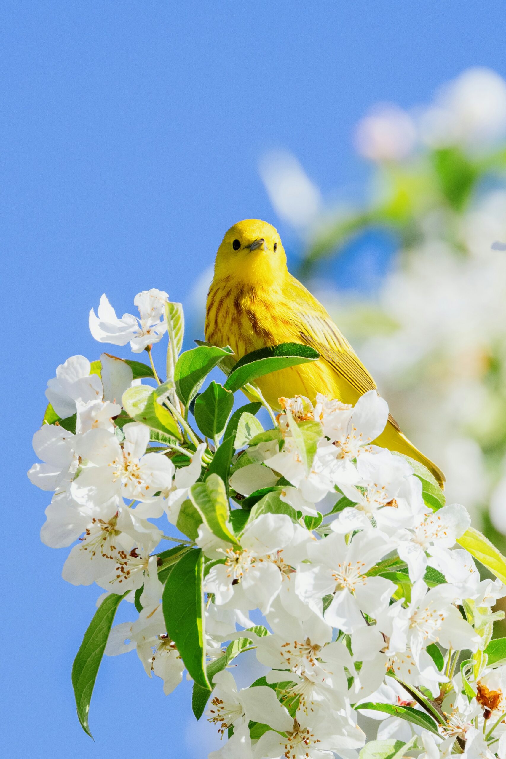 early-bird-ticket-strategy-warbler A bright yellow warbler perched among white apple or cherry blossoms against a clear blue sky, symbolizing spring and early opportunities.