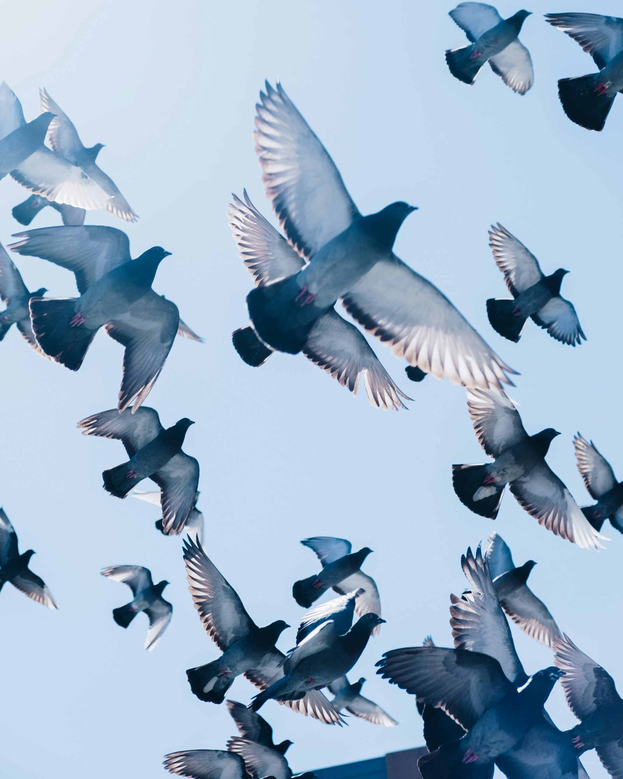 social-proof-flock-in-flight A flock of pigeons in flight against a pale blue sky, showcasing social proof and group movement as they fly together in formation.