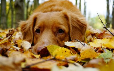 Creative Fundraising Ideas for the Autumn Equinox